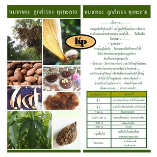 ลูกสำรอง หมากจองคุณเบลล์ เนื้อสำรอง แท้ พร้อมทาน ORGANIC ปลอดสาร ไม่มีน้ำตาลไม่มีกันบูด มาตรฐานGMPอย