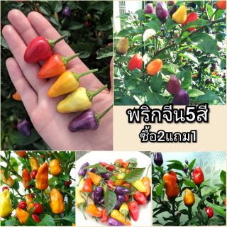 พริกจีน5สี Chinese Multicolor Chilli