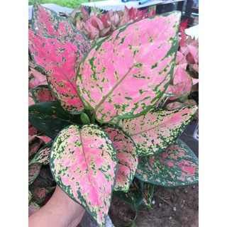 อโกลนีมา-อัญมณีหลายสี#Aglaonema #แก้วกาญจนา#ไม้กระแสนิยม#ต้นไม้ประดับ#ใบสวยงาม#ปลูกประดับบ้าน#จัดสวนสวย#ไม้แดดรำไร