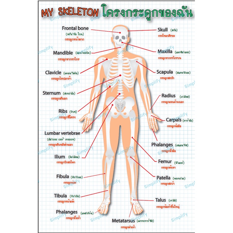 โปสเตอร์ คำศัพท์ภาษาอังกฤษ โครงกระดูกของฉัน แบบ1 – โปรปัง