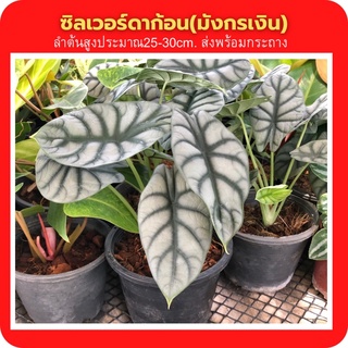 อโลคาเซีย หนังช้าง ซิลเวอร์ดราก้อน alocasia silver dragon &amp; Alocasia Nebula ต้นไม้มงคล ต้นไม้ประดับ