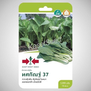 เมล็ดพันธุ์ ผักกาด กวางตุ้ง ทศกัณฐ์37 ศรแดง ผักซอง