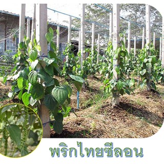 ต้นพริกไทยซีลอน เสียบยอด (แบบนั่ง) ของแท้ 100% ขนาดต้นสูงประมาณ 60cm.(1ต้น)