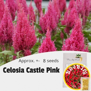 [Plantfilled] Celosia Castle Pink - Flower -  8 Seeds鲜花/seeds/生菜/内裤/上衣/花园/种子/通心菜/园艺/文胸/ XEYN