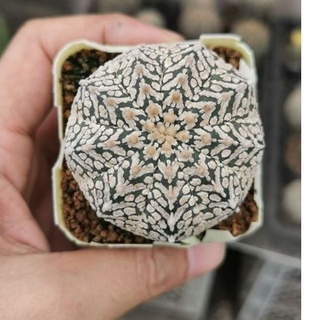 แอสโตร​ไ​ฟตั้​ม​ขนาดใหญ่  สวยมาก #แคสตัส castus​ astrophytum แอสโตร แอสโตร​ไ​ฟตั้​ม แอสโตรไฟตัม กระบองเพชร แอสโตรวี