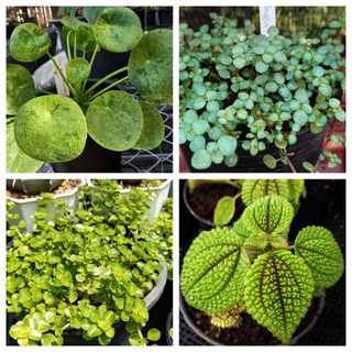 ไม้สกุลไพเรีย Pilea, Silver Sparkle, เซดุ่ม, depressa, ม่านสายไหม, involucrata, Moon Valley