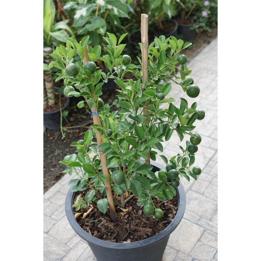 มุมมอง 2