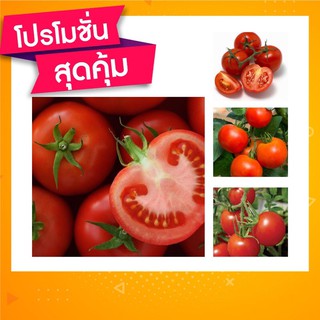 🇹🇭โปร2แถม1✨ เมล็ดมะเขือเทศพันธุ์ใหญ่ ลูกดก ปลูกง่าย🍅🍅