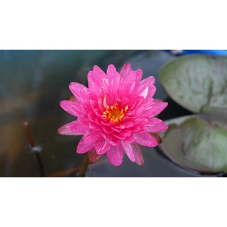 10 เมล็ด เมล็ดบัว สีชมพู นำเข้า บัวนอก สายพันธุ์เมล็ดบัว Waterlily Nymphaea Seeds