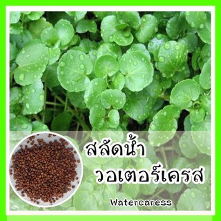 พร้อมส่ง ❗❗ รหัส 015  เมล็ดพันธุ์แท้ OP สลัดน้ำ วอเตอร์เครส  ใบกลม ทู่ ไม่แหลม– Watercress มีผลผลิตตลอดทั้งปี ปล