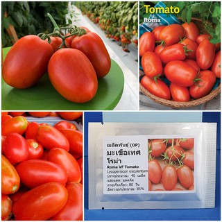 เมล็ดพันธุ์ มะเขือเทศ โรม่า (Roma VF Tomato Seed) บรรจุ 40 เมล็ด คุณภาพดี ราคาถูก ของแท้ 100%