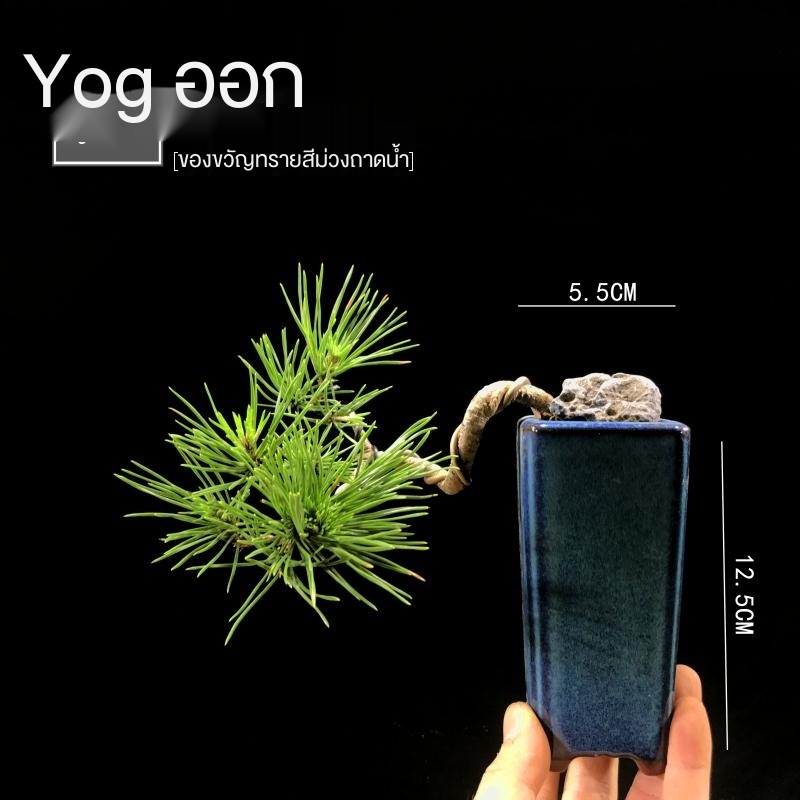 My Image 33