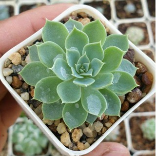 ต้นไม้อวบน้ำ อิชิเวเรีย อเวลอน Echeveria Avalon #succulents #กุหลาบหิน