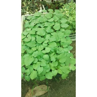 ต้นกล้ากระเจี๊ยบเขียวลูกเล็ก พร้อมปลูก กล้าละ 10บาท พืชผักบ้านๆ ประโยชน์เพียบพูน สรรพคุณทางยาพร้อมสรรพ