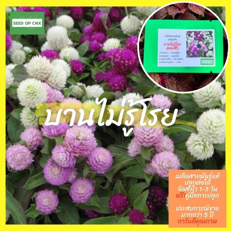 ☘️เมล็ดสายพันธุ์แท้หายาก☘️#เยอบีร่า 150เมล็ด แท้💯% [ในร้านมีให้เลือกอีกเยอะมาก❗️]