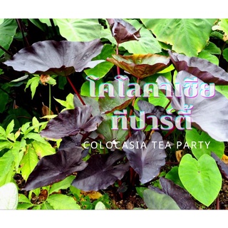 ☘️โคโลคาเซียทีปาร์ตี้☘️Colocasia Tea Party