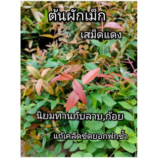 ต้นผักเม็ก ผักเม็กแดง (เสม็ดแดง) เป็นผักกินยอด