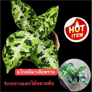 อโกลนีมาเสือพราน3สี สวยๆ Algonema pictum tricolor อโกนีมาบอนเสือพรานสามสี💢1กระถางแยกได้ประมาน3ต้นค่ะ💢👍