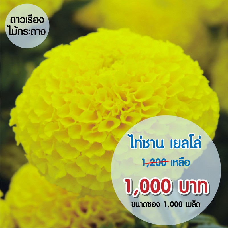 AGA SHOP เมล็ดพันธุ์ดาวเรืองไท่ชาน 1000 เมล็ด