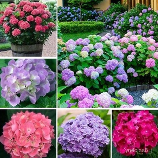 （อัตราการปลูกสูง）50 ชิ้น การผสมสี ต้นไฮเดรนเยีย พันธุ์เบา Hydranyea seed flowers seeds outdoor plant เมล็ดดอกไม้สวย ผักส