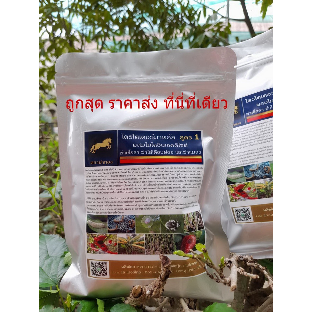เชื้อราไตรโคเดอร์มาไมโคอินเซคติไซด์1 กกสูตร1 ใช้ฆ่าเชื้อราที่ก่อโรคพืชและฆ่าแมลงฆ่าไส้เดือนฝอยราคาส่งราคาถูกสุด