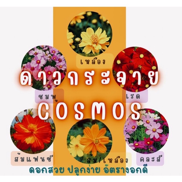 เมล็ด ดอกดาวกระจายฝรั่ง คอสมอส cosmos ✅ราคาถูก🪴ปลูกง่าย ดอกสวยมาก🔥ซื้อ10แถม1 คละได้🔥