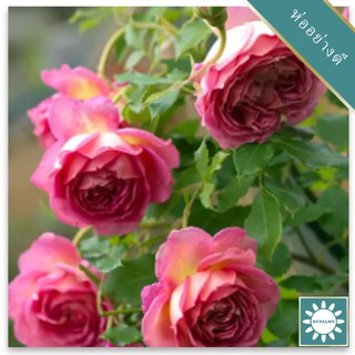 30 เมล็ด เมล็ดพันธุ์ กุหลาบ พันธุ์ Jubilee Celebration Rose Seeds ดอกใหญ่ นำเข้าจากต่างประเทศ พร้อมคู่มือ เมล็ดสด ใหม่