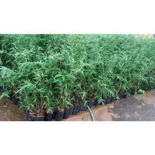 ไผ่รวก hyrsostachys siamensis ต้นกล้าเพาะเมล็ด แข็งแรง พร้อมปลูก ลำไม้ตรง เหนียว มีประโยชน์ใช้สอย หน่อรับประทานได้