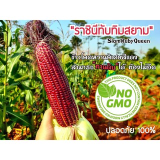 เมล็ดข้าวโพดหวานราชินีทับทิมสยามแท้(Sweetcorn)