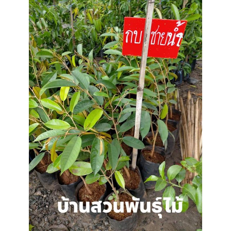 ต้นทุเรียน พันธุ์กบชายน้ำ ต้นเสียบยอด สูง 50-70 ซม.