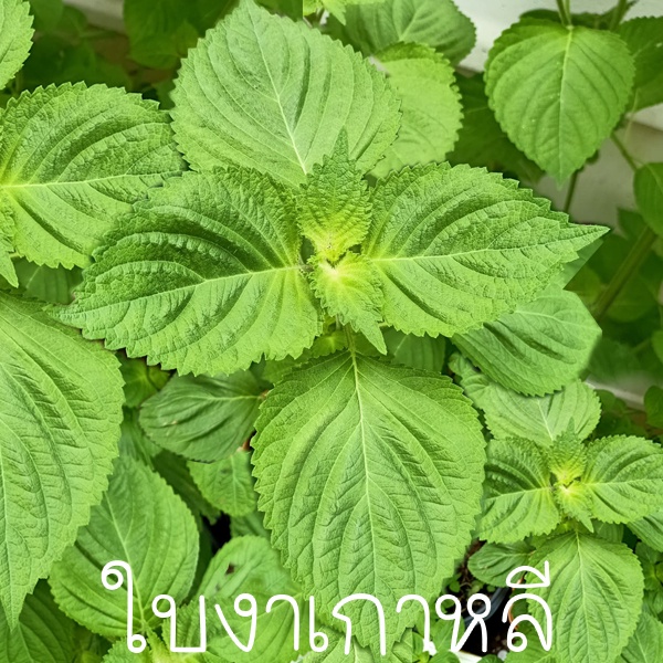 ใบงาเกาหลี สีเขียว ถูกที่สุด10 บ. เมล็ดพันธุ์ใบงาเกาหลี 100 เมล็ด ปลูกง่าย ใบดก ทานอร่อย
