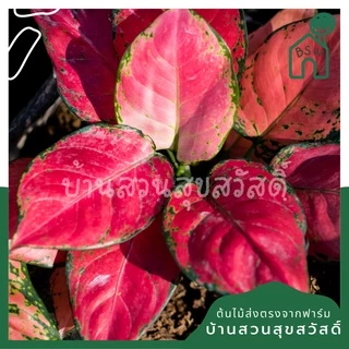 ซุปเปอร์เร้ด ในกระถางพร้อมตั้ง