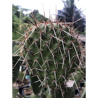 หมีเงินOpuntia polyacantha "Linz"  ตัดสด