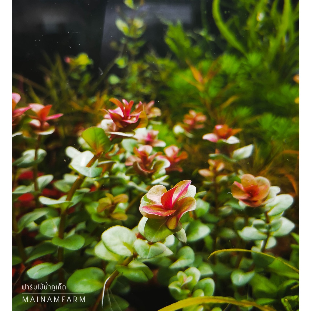 โรทาล่า มาครานด้า/มินิบัตเตอร์ฟลาย – ROTALA MACRANDRA/MINI BUTTERFLY ต้นไมน้้ำ ราคา ถูกที่สุด ดีลบีเคเค แกลเลอรีภาพที่ 5