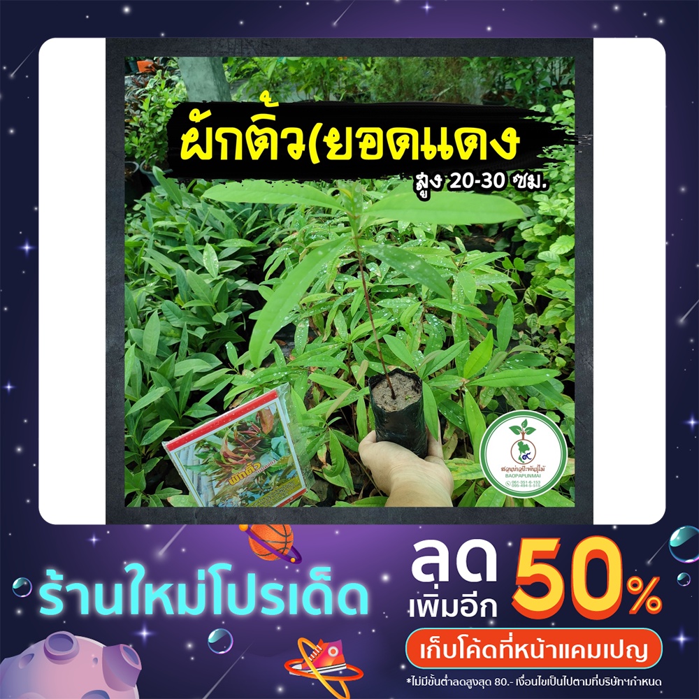 ต้นผักติ้วยอดแดง🌱เพาะเมล็ด เด็ดยอดอ่อนทำอาหาร