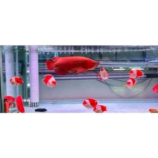 ARO PLUS วิตามินเร่งสีปลามังกร ปลาอโรวาน่า แบบผง Vitamin for Arowana ขนาด 10 กรัม