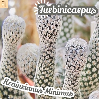 [เทอร์บิเส้น] Turbinicarpus Krainzianus Var.Minimus  ส่งพร้อมกระถาง แคคตัส Cactus Succulent Haworthia Euphorbia ไม้หายาก