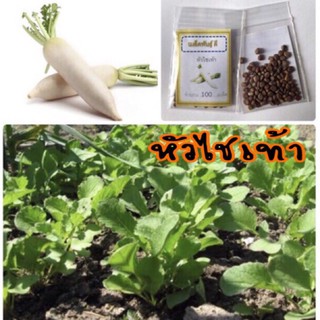 เมล็ดพันธ์ุ หัวไชเท้า 500 เมล็ด ผักกาดหัว (ซื้อ 10 แถม 1 คละอย่างได้)