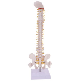 [chiwanjicdMY] 45cm Tall Human Spine Model Vertebral Column Pelvis Medical Anatomy Tool LBHQ