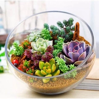 เมล็ดพันธุ์ กุหลาบหิน ไม้อวบน้ำ แคคตัส กระบองเพชร คละลายถูกที่สุด100 เมล็ดปลูกง่ายโตไว