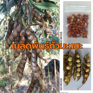 เมล็ดถั่วมะแฮะ ซองละ 100เมล็ด ราคา 20บาท (เมล็ดแก่ต้มทานได้ไม่ฝาด)