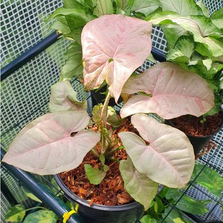 ออมชมพู ใบด่าง Pink Spot syngonium  กระถาง 5 นิ้ว คัดลาย