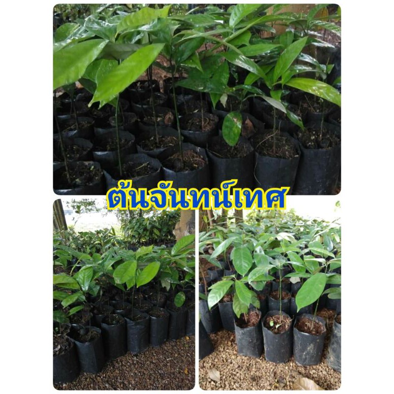 ต้นจันทน์เทศ 4 ต้น เพาะเม็ด  (แพ็ค 4 ต้น)