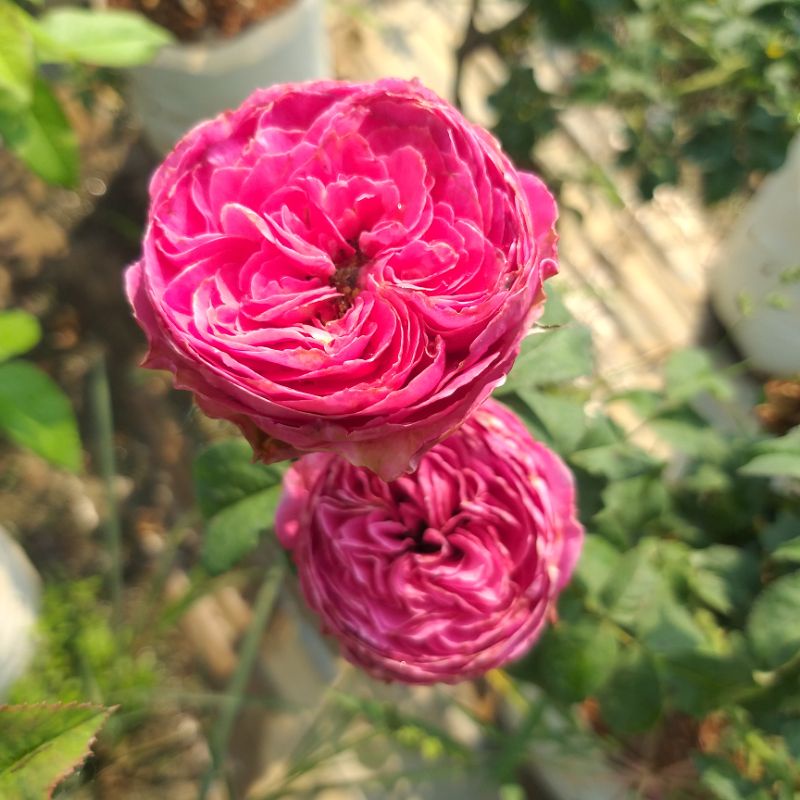 กุหลาบ⚘พุ่ม "ยูเซน" บานทรงถ้วย