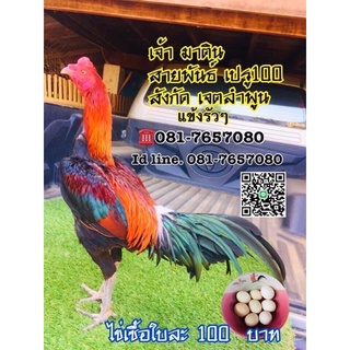 ขายไข่เชื้อ พม่า/เปรู  พ่อเป็นไก่ชนเปรู 100 สายแข้งรัวปืนกล081-7657080