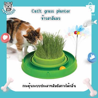 Catit Grass Planter ชุดปลูกข้าวสาลี ถาดปลูกหญ้าแมว(พร้อมเมล็ด) หญ้าแมว สำหรับแมวทุกสายพันธุ์