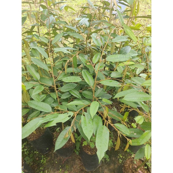 ต้นทุเรียนชะนีไข่ ต้นใหญ่ ชะนีไข่พันธุ์ดี🍀สินค้าถุงใหญ่