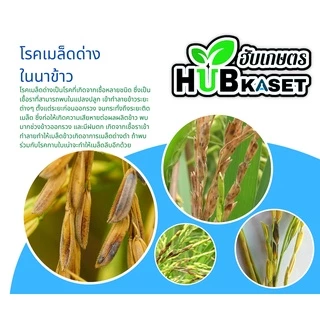 อามูเร่ 500ซีซี-1ลิตร (ไดฟีโนโคลนาโซล+โพรพิโคนาโซล) ป้องกันโรคเมล็ดด่างในนาข้าว