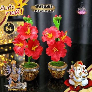 กระถางดอกชบา ชบาแดง ชบาจิ๋ว ถวายพระพิฆเนศ ฟอร์มสวย งานละเอียด  มี 6 สี แดง ชมพู ชมพูอ่อน ส้ม-เหลือง ขาว