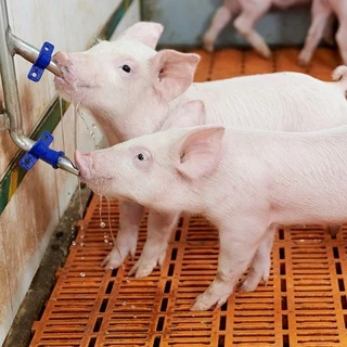 Lotus สปริงแสตนเลส สำหรับก๊อกหมู